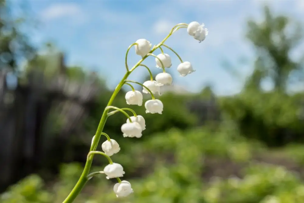 Lily Of The Valley: Meanings, Symbolism, And More