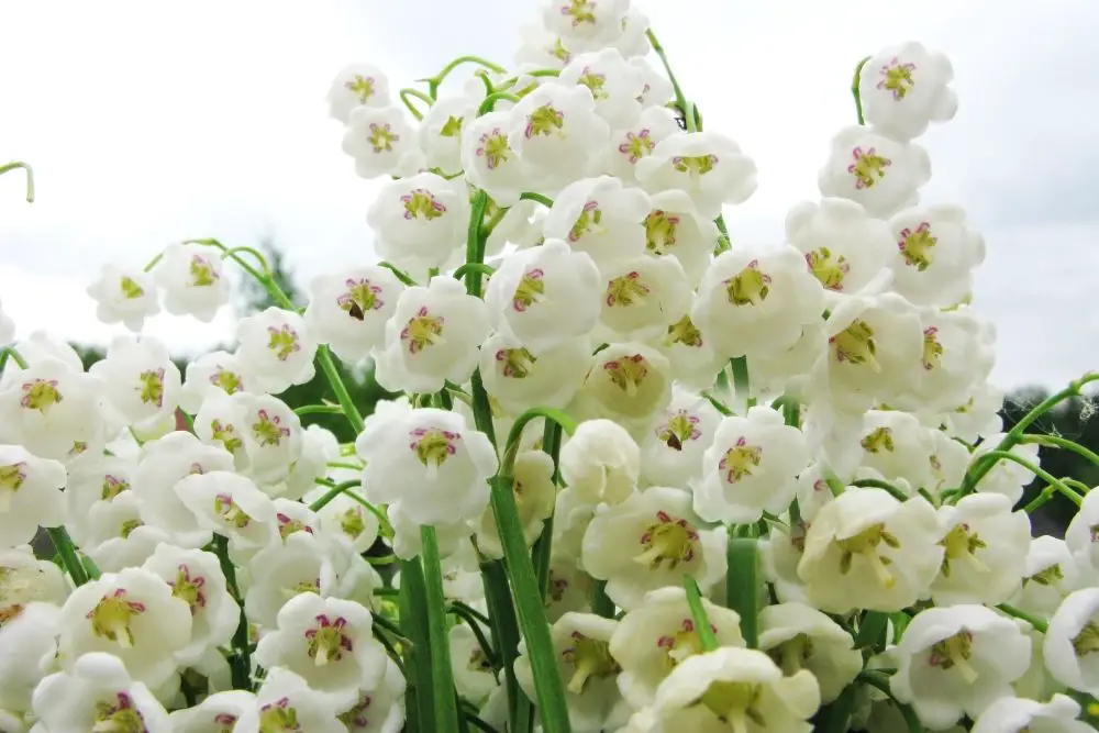 Lily Of The Valley: Meanings, Symbolism, And More