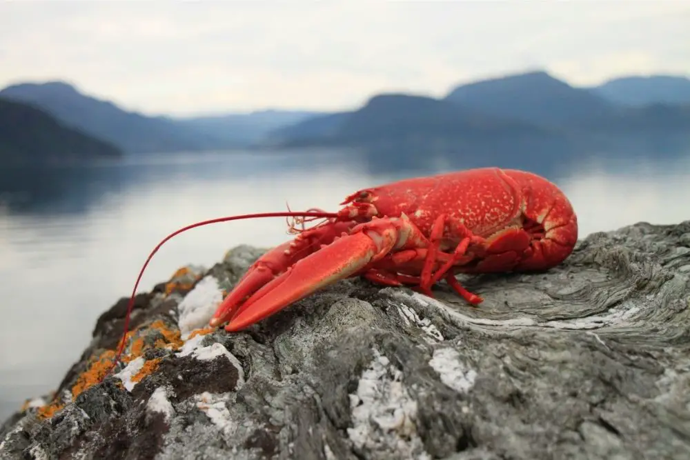 Lobster Spiritual Meaning, Dream Meaning, Symbolism & More