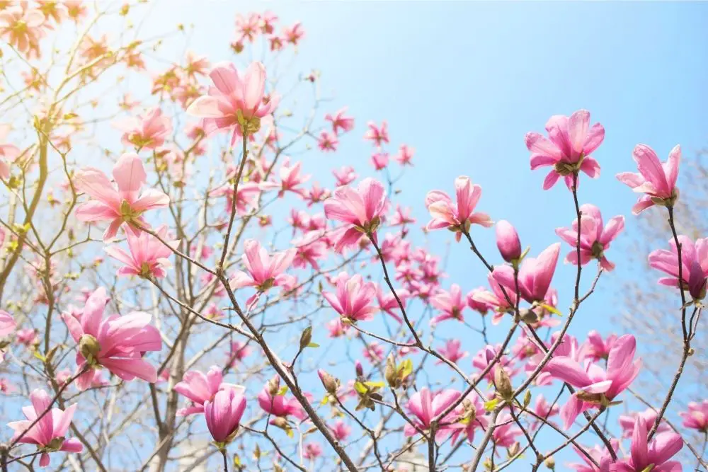 Magnolia: Meanings, Symbolism, Cultural Significance, And More
