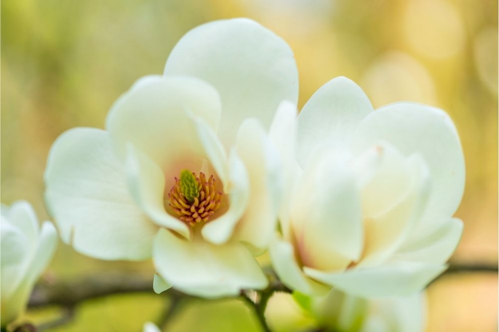 Magnolia: Meanings, Symbolism, Cultural Significance, And More
