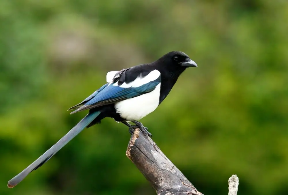 Magpie: Spiritual Meaning, Dream Meaning, Symbolism & More