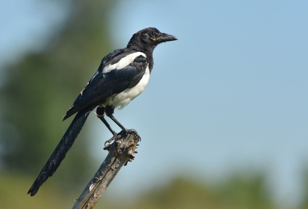 Magpie: Spiritual Meaning, Dream Meaning, Symbolism & More
