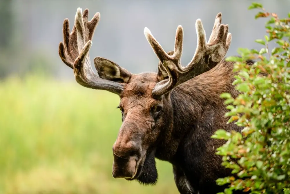 Moose Spiritual Meaning, Dream Meaning, Symbolism & More