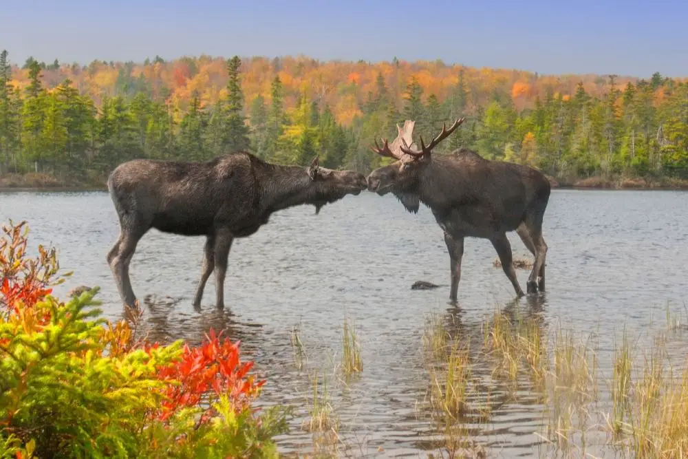 Moose Spiritual Meaning