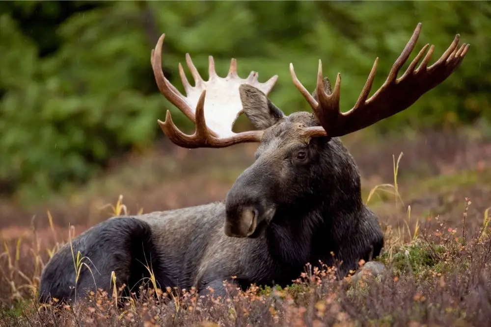 Moose Totem Animal