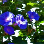 Morning Glory Flower Meaning, Spiritual Symbolism, Color Meaning & More
