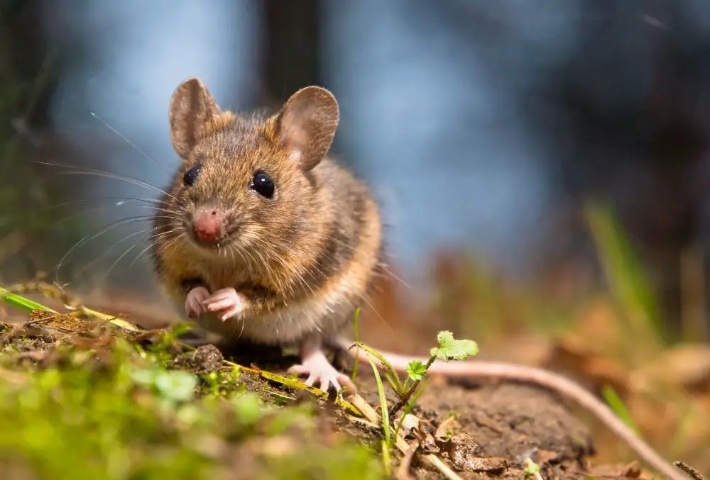 Mouse: Spiritual Meaning, Dream Meaning, Symbolism & More