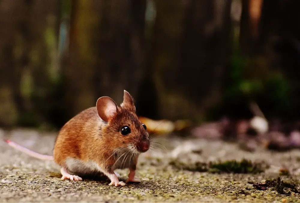 Mouse: Spiritual Meaning, Dream Meaning, Symbolism & More