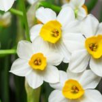 Narcissus Flower Meaning, Spiritual Symbolism, Color Meaning & More