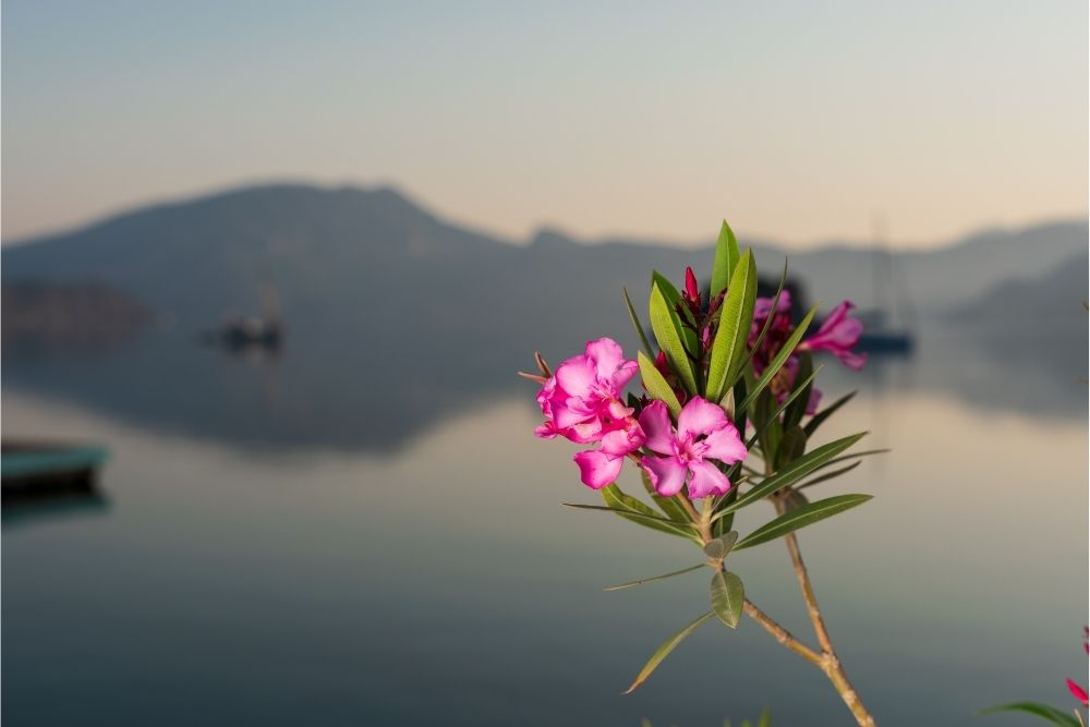 Oleander Flower: Meanings, Symbolism & More