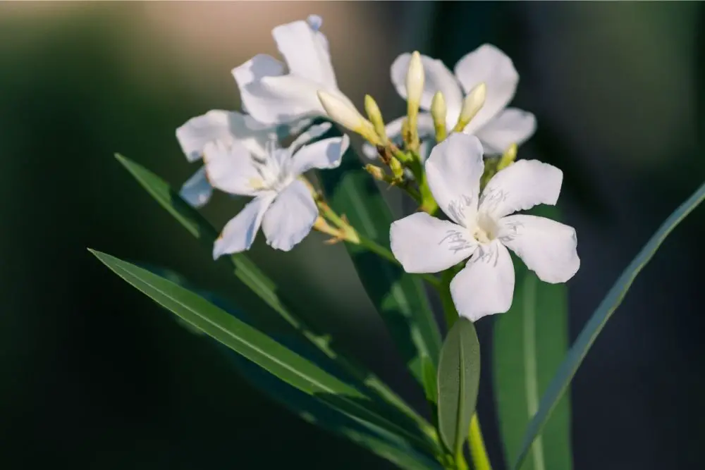 Oleander Flower: Meanings, Symbolism & More