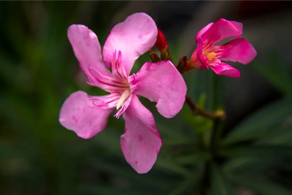 Oleander Flower: Meanings, Symbolism & More

