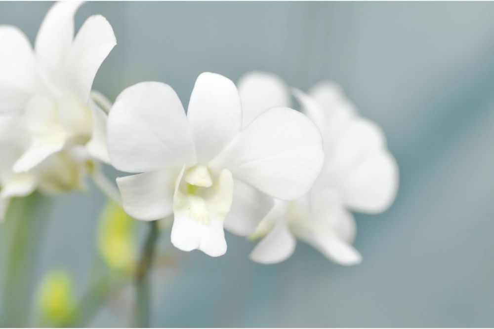 Orchid Flower Meaning