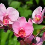 Orchid Flower Meaning, Spiritual Symbolism, Color Meaning & More