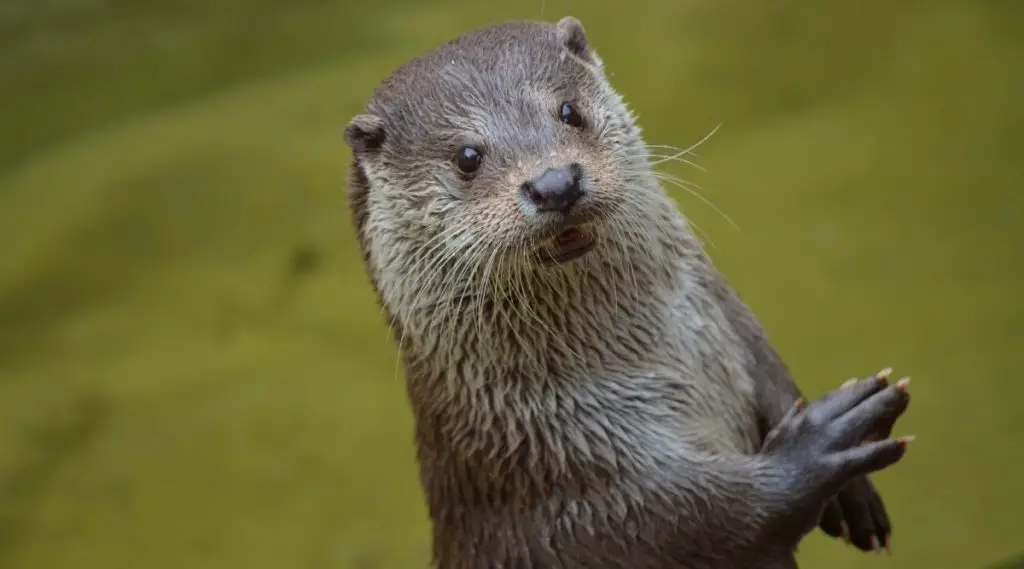 Otter - Spiritual Meaning