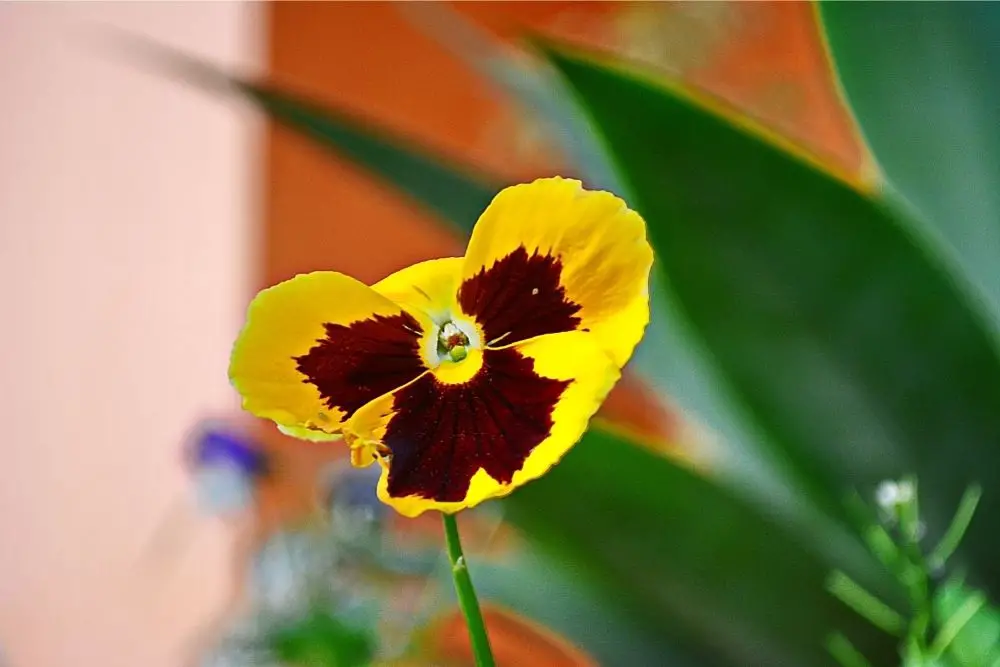 Pansy Flower Meaning