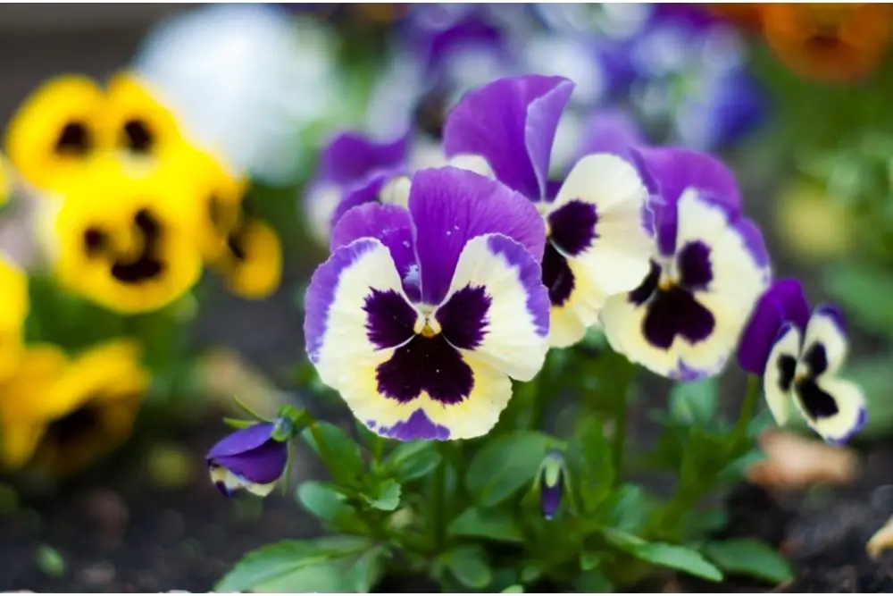 Pansy Flower Meaning