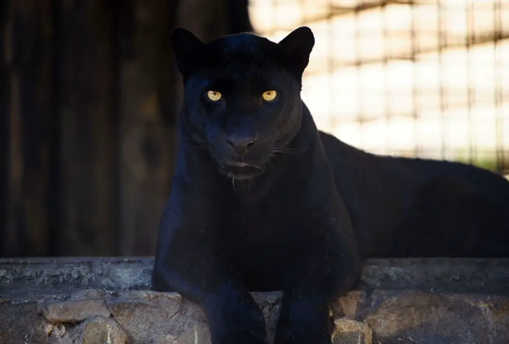Panther: Spiritual Meaning, Dream Meaning, Symbolism & More