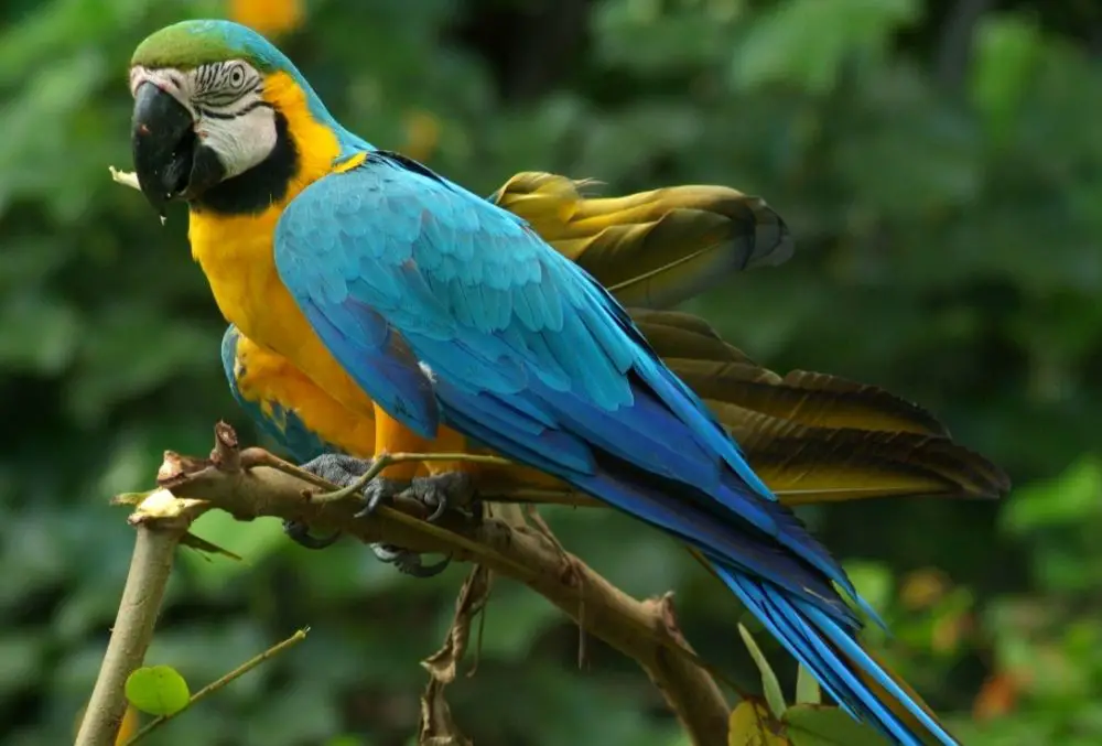 Parrot: Spiritual Meaning, Dream Meaning, Symbolism & More

