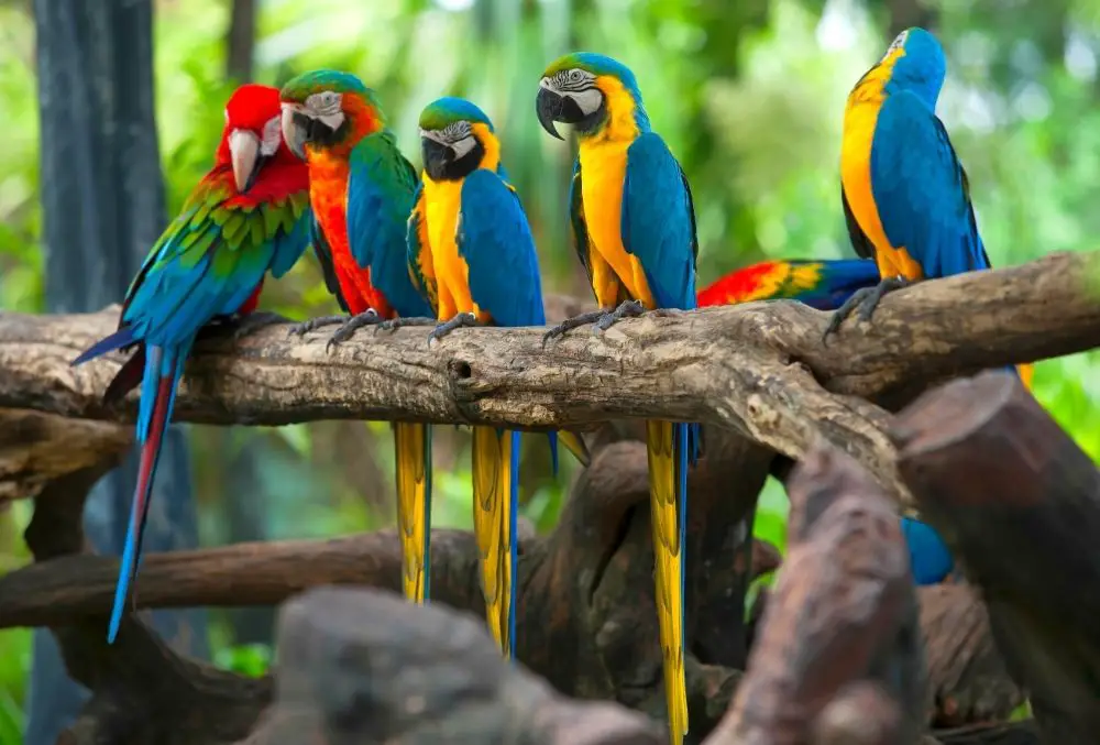 Parrot: Spiritual Meaning, Dream Meaning, Symbolism & More
