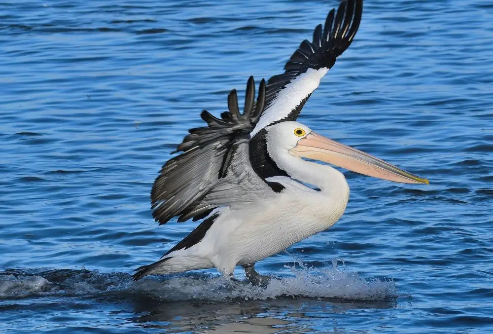 Pelican: Spiritual Meaning, Dream Meaning, Symbolism & More