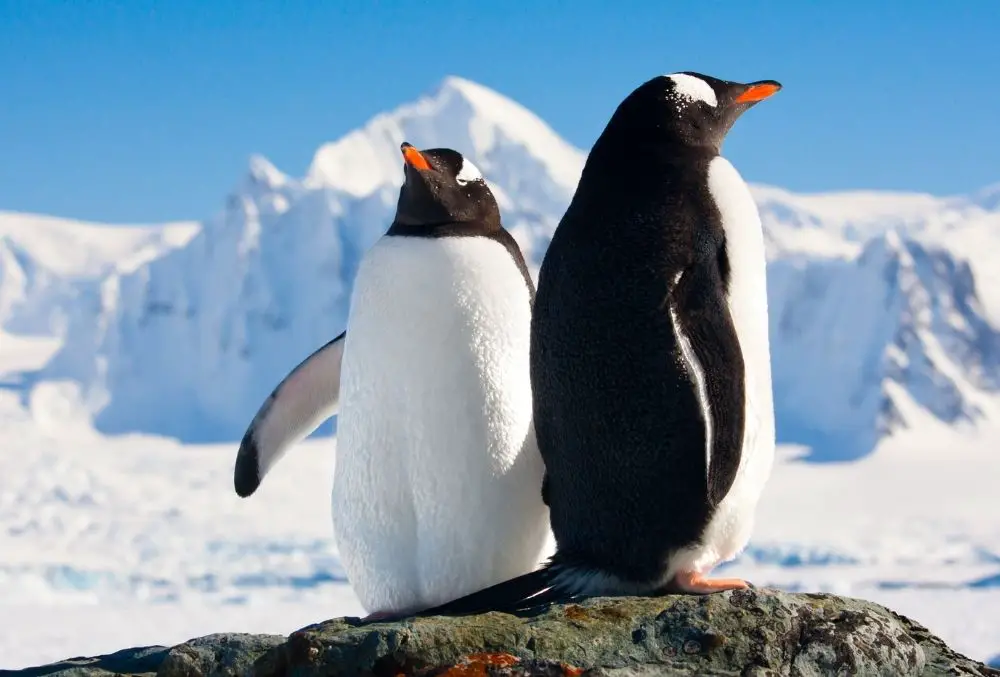 Penguin: Spiritual Meaning, Dream Meaning, Symbolism & More
