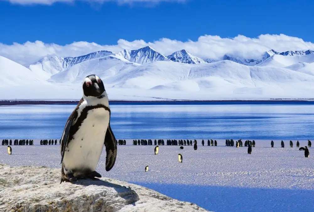 Penguin: Spiritual Meaning, Dream Meaning, Symbolism & More
