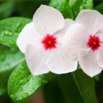 Periwinkle Flower Meaning, Spiritual Symbolism, Color Meaning & More