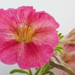 Petunia Flower Meaning, Spiritual Symbolism, Color Meaning & More