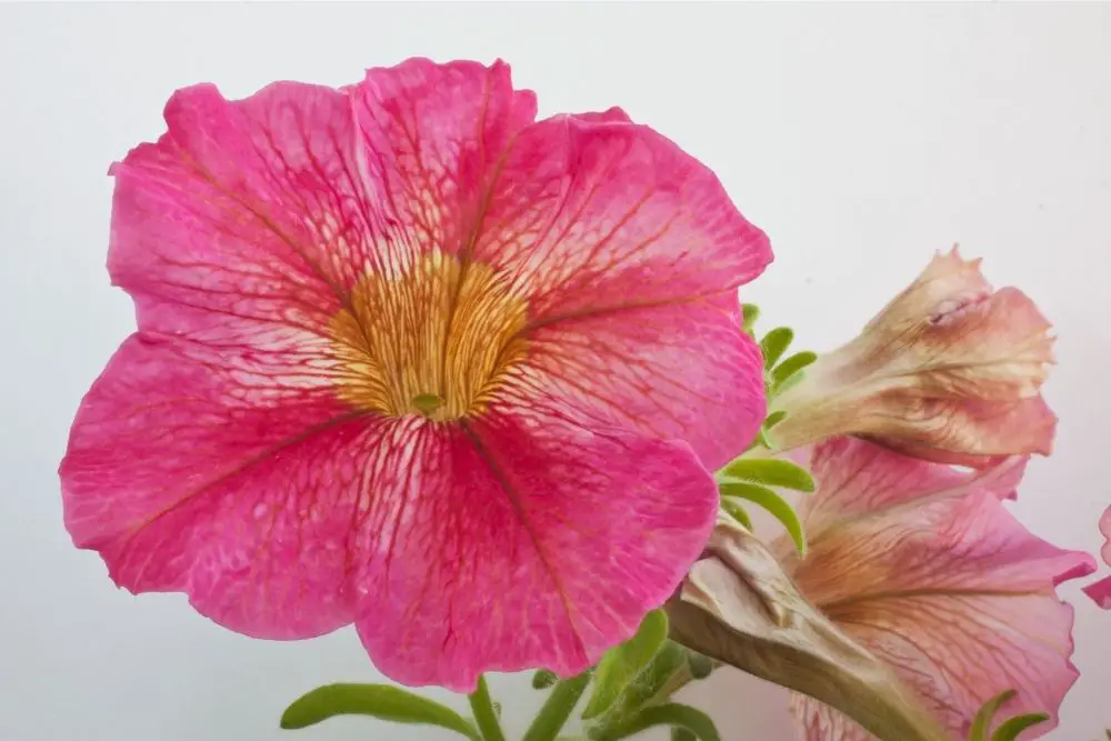 Petunia Flower Meaning
