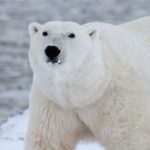 Polar Bear Spiritual Meaning, Dream Meaning, Symbolism and more