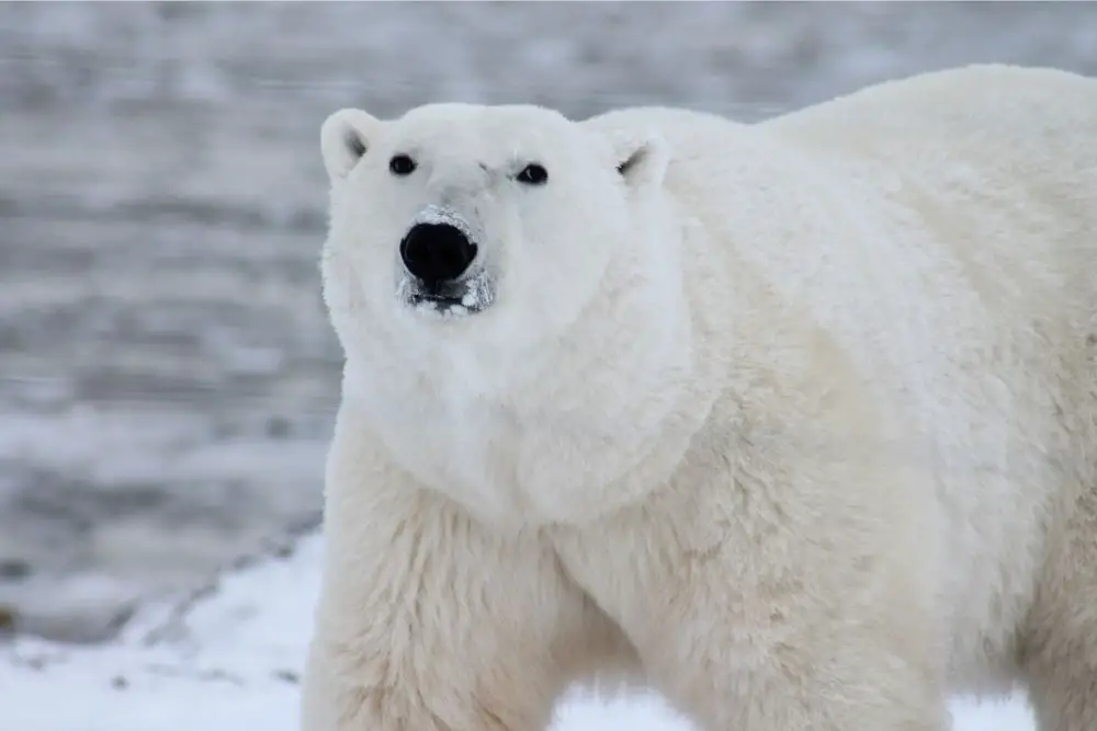 Polar Bear Spiritual Meaning, Dream Meaning, Symbolism and more