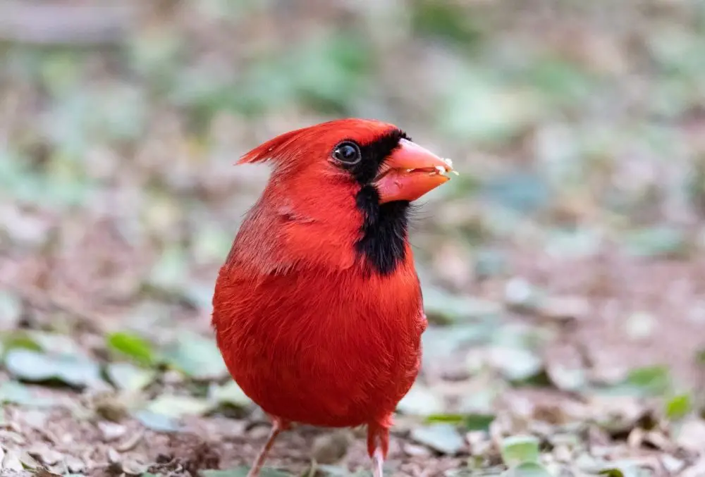 Red Bird: Spiritual Meaning, Dream Meaning, Symbolism And More