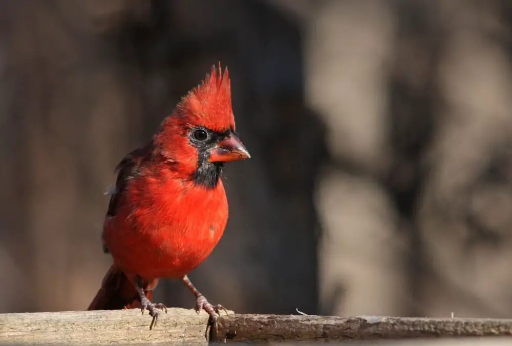 Red Bird: Spiritual Meaning, Dream Meaning, Symbolism And More