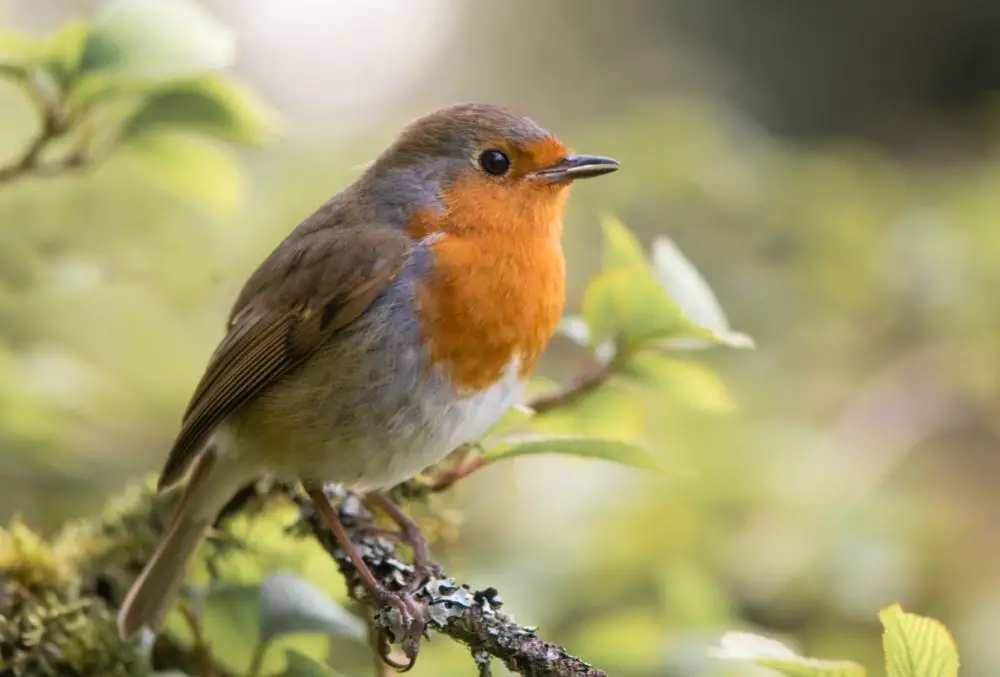 Robin: Spiritual Meaning, Dream Meaning, Symbolism & More