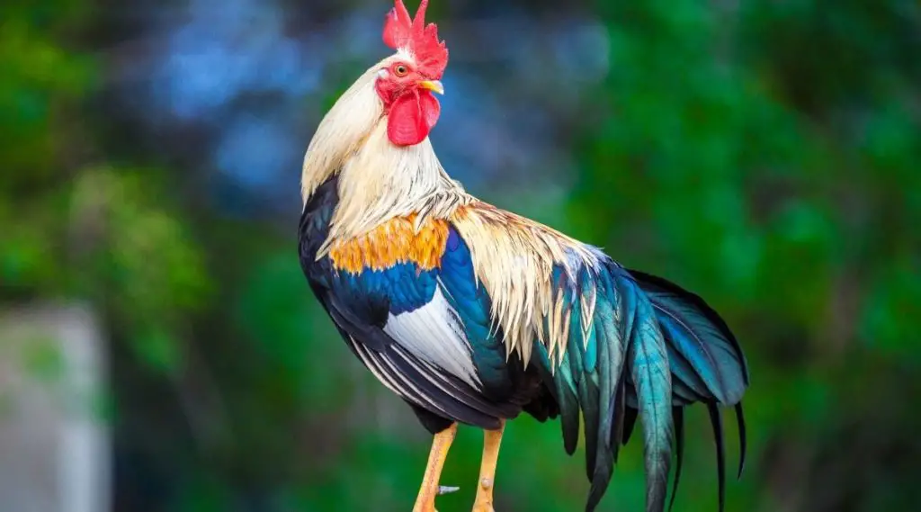 Rooster Power Animal