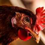 Rooster: Spiritual Meaning, Dream Meaning, Symbolism and More