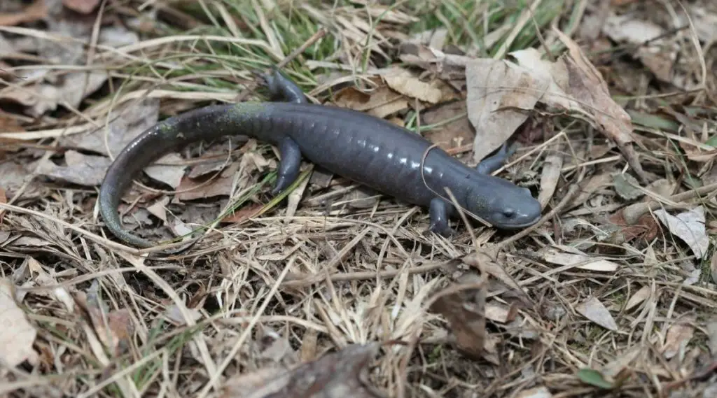 Salamander Native American Symbolism
