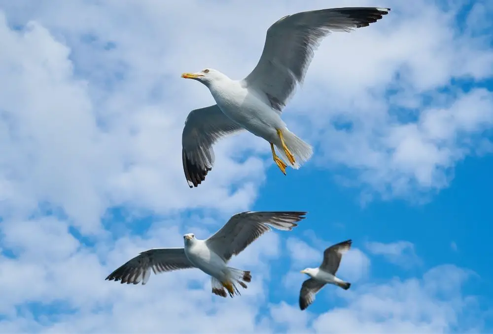 Seagull: Spiritual Meaning, Dream Meaning, Symbolism & More