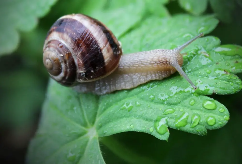 Snail: Spiritual Meaning, Dream Meaning, Symbolism & More