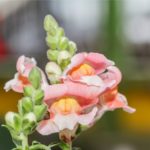 Snapdragon Flower Meaning, Spiritual Symbolism, Color Meaning & More