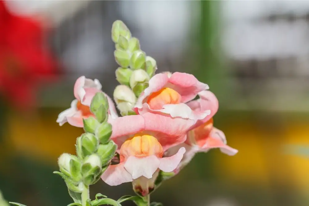 Snapdragon Flower Meaning