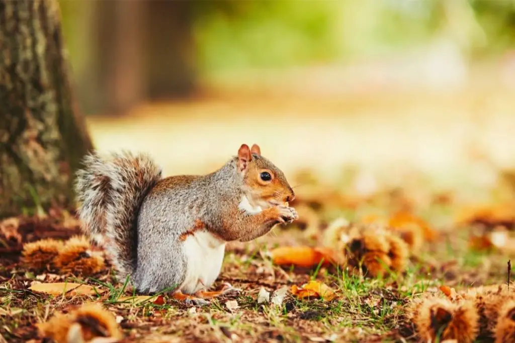 Squirrel Spiritual Meaning, Dream Meaning, Symbolism & More