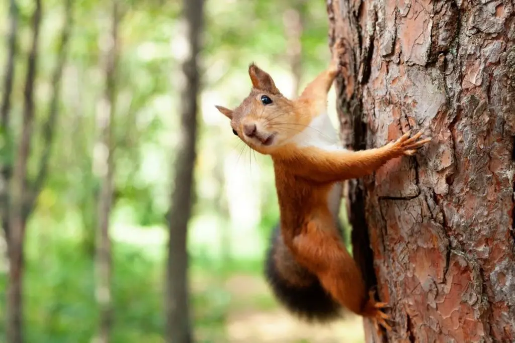 Squirrel Spiritual Meaning, Dream Meaning, Symbolism & More (1)