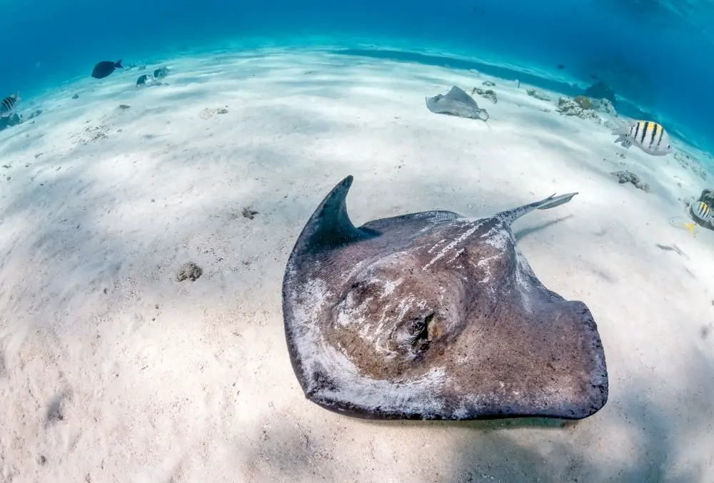 Stingray: Spiritual Meaning, Dream Meaning, Symbolism & More