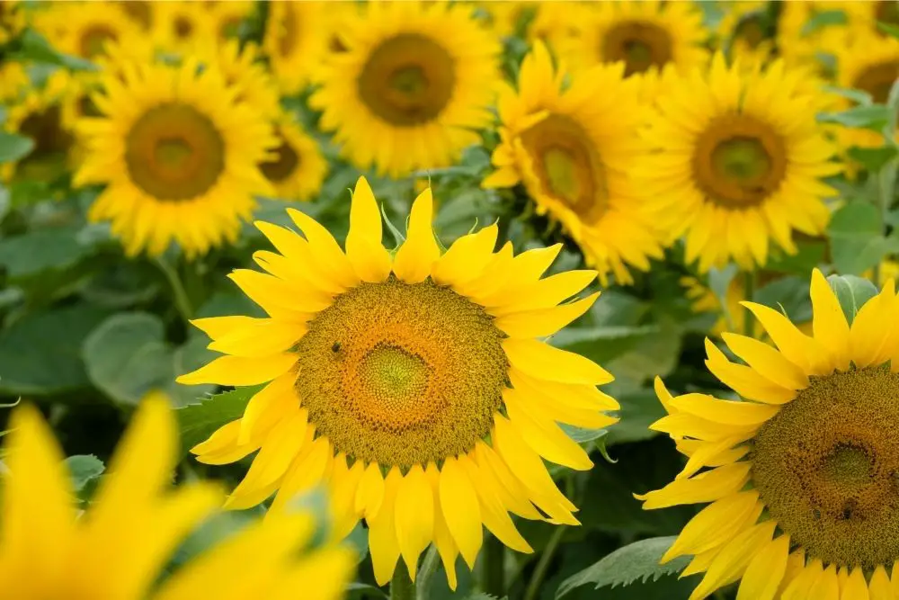 Sunflower Flower Meaning