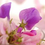 Sweet Pea Flower Meaning, Spiritual Symbolism, Color Meaning & More