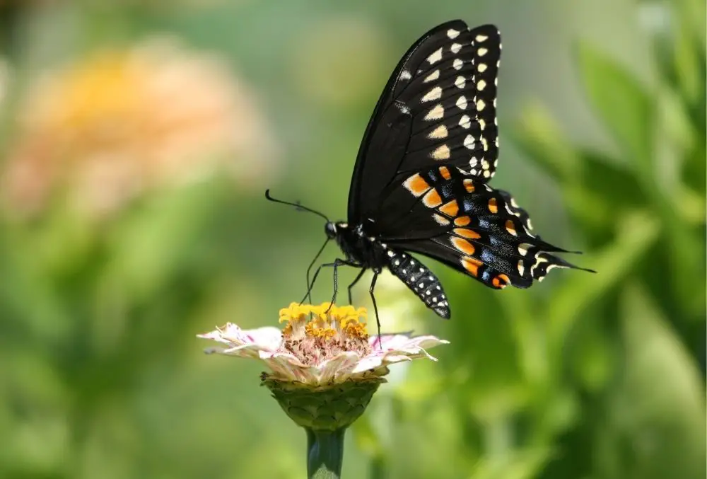 The Black Butterfly: Spiritual & Dream Meanings, Symbolism, And More