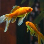 The Goldfish: Spiritual and Dream Meanings, Symbolism, And More